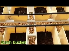 Nederlandse Emmer en het Verticale Groeiende Systeem van Aquaponics voor Groenten/Tomaat